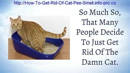 Cat Pee, How To Get Cat Urine Smell Out Of Carpet, Cat Urine Remover, Neutralize Cat Urine