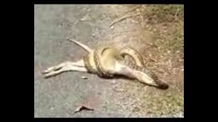 Змия се опитва да погълне кенгуру 