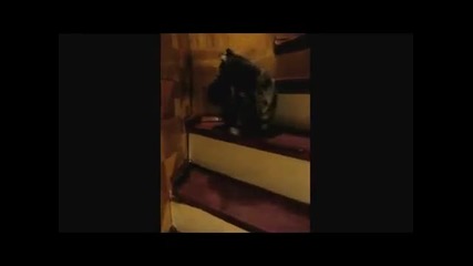 Котка се качва по стълбите по много странен начин