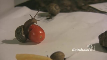 момиче ни показва охлюви които гледа 