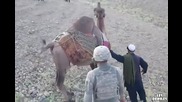 Войник срещу камила смях..