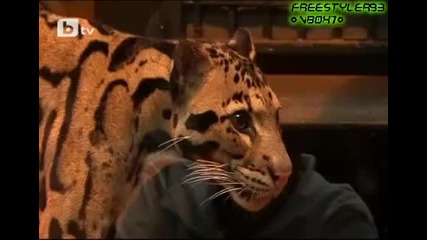 Леопардчета от рядък вид се родиха в парижки зоопарк ! Сладурчета! *бтв * 