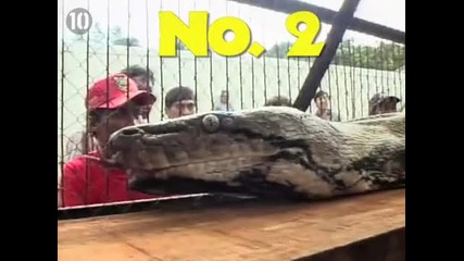 10-те Необичайно големи животни