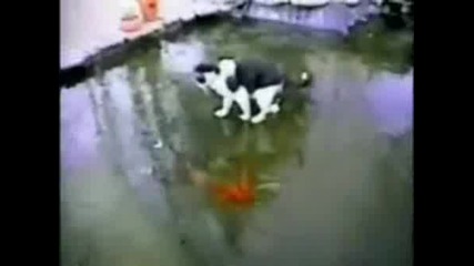Котка Лови Риба Под Леда