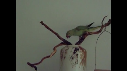 папагал малък александър
