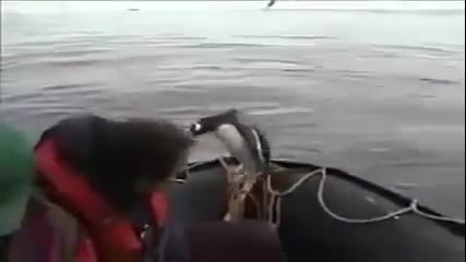 Неочакван посетител в лодката
