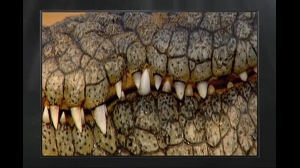 Родени Да Убиват Част 1/2 - National Geographic H Q