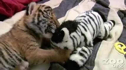 Cute Baby Tiger 3 Weeks Old