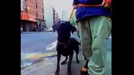 Dog Eat Dog - Who's The King