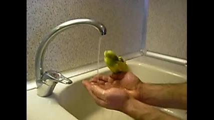 Папагал на баня 