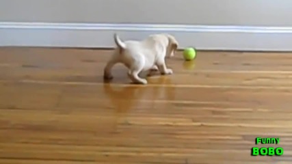 Кученца срещу Тенис топка - Компилация