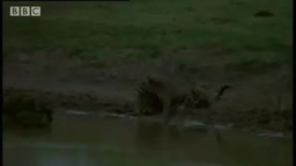 Jaguar mother and cubs in the wild - Bbc Animals 