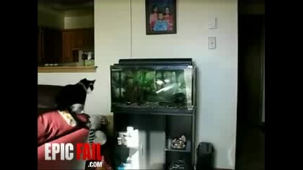 Това коте добре ли е?