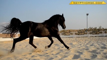 Египетски кон- Арабска красота