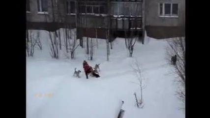 Бездомни кучета нападат момиче 
