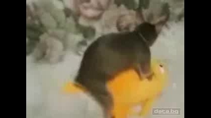 Куче и Плюшена Играчка