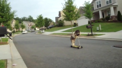 Куче кара скутер ! 