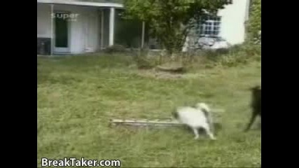 Dog Vs. Goat