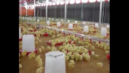 Истински свободни кокошки,канал 6-08.03.2012
