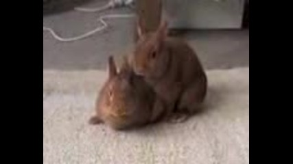 Extrem Sex Зайчета