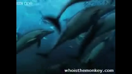 Армия От Делфини,  Акули,  Тюлени И Морски Птици На Лов За Сардини