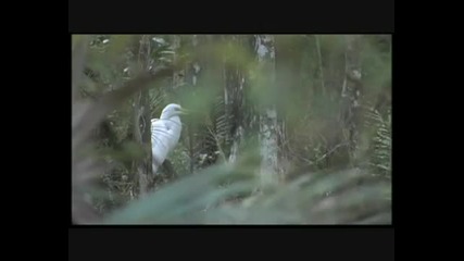 Monsterquest - Swamp Beast