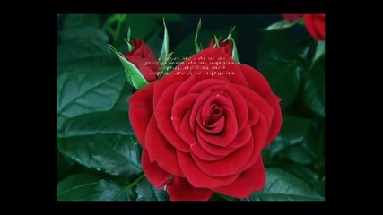 Blooming Red Roze - Разцъфтяваща червена роза 