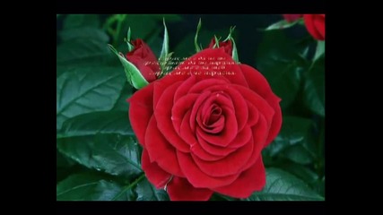 Blooming Red Roze - Разцъфтяваща червена роза
