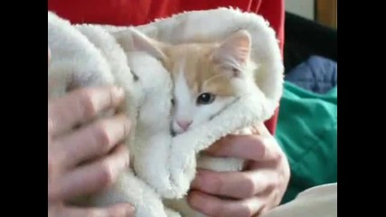 Две Много Сладки Котки