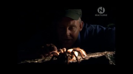 Големи лоши Буболечки ( Biggest Baddest Bugs ) Част 3 