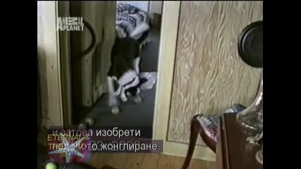  Animal Planet, Най - смешните животни на планетата 