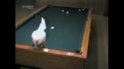 Кокошка снася яйце на билярдна маса и вкарва всички топки!!!