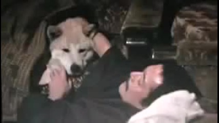 Историята за Хачико..най-вярното куче на света(истински случай)