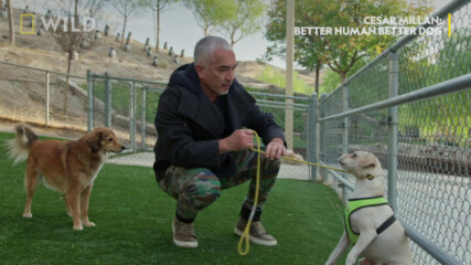 Глутницата | Сизър Милан: Добър стопанин - добро куче | NG Wild Bulgaria