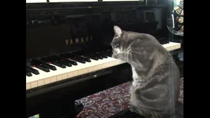 Котка Свири На Пиано