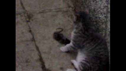Kote.igrae.s.pluh4e