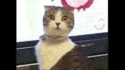 the omg wtf cat 