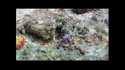 Чудният подводен свят на Микронезия.остров Яп. 