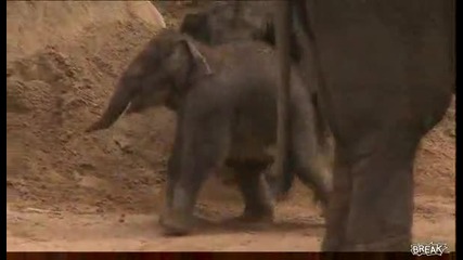 слон напада малкото си бебе слон 