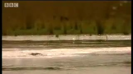 Amazing big cat behaviour - hunting in open water - Battle to save the tiger - Bbc wildlife & animal 