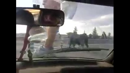 Бик напада коли на испанска магистрала