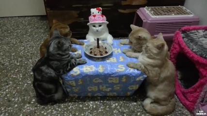 Рожден ден при котки!