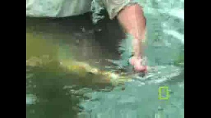 National Geographic - Mekong Giant Catfish