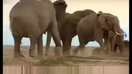 Baby elephant needs new family - Bbc wildlife
