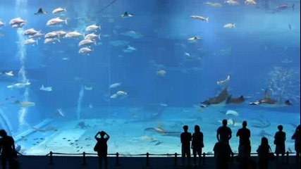 Okinawa Churaumi Aquarium