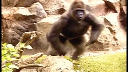 Невероятни горили 
