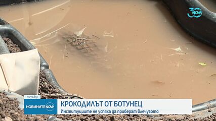 Сагата с крокодила: Ще успеят ли институциите да приберат влечугото