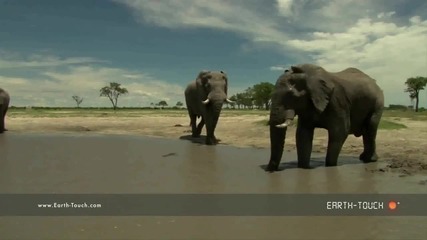 Отблизо: Слоновете при дупка за водопой