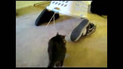 Капан за котки