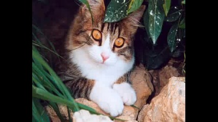 Много Сладички Животинчета